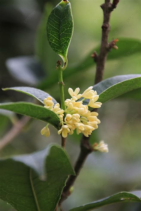 桂花禁忌|桂花(木犀花、木犀、巖桂、九里香、桂)